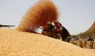 هيئة السلع التموينية تطرح ممارسة دولية لشراء القمح