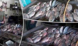 منسق حملة مقاطعة تناول الأسماك: الأسعار انخفضت 60% منذ بدء الحملة