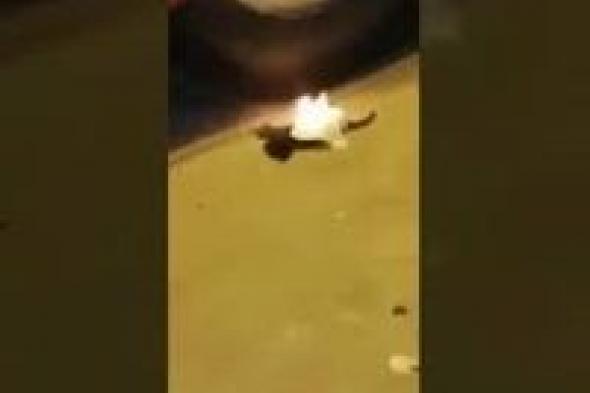 بالفيديو.. شاب يشعل النار فى "قطة" بـ طنطا