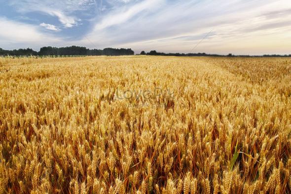 الولايات المتحدة تتوقع تراجع محصول القمح العالمي لأول مرة…