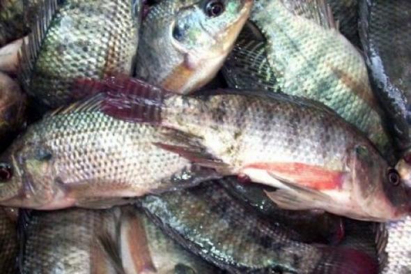 أسعار الأسماك اليوم الأثنين 3 أكتوبر 2022 في سوق العبور: كله عند هبوط حاد في الدورة الدموية