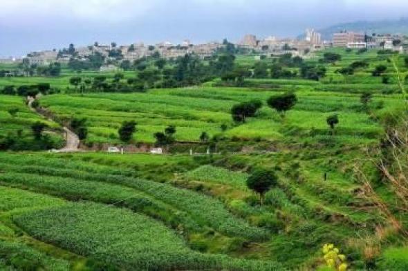 أخبار اليمن : الأرصاد يدعو المزارعين لحماية محاصيلهم
