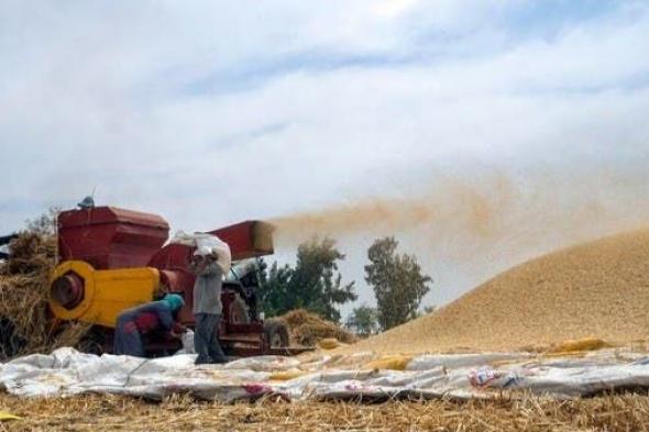 مصر ترفع حوافز توريد القمح المحلي ليصل سعره إلى 1500 جنيه