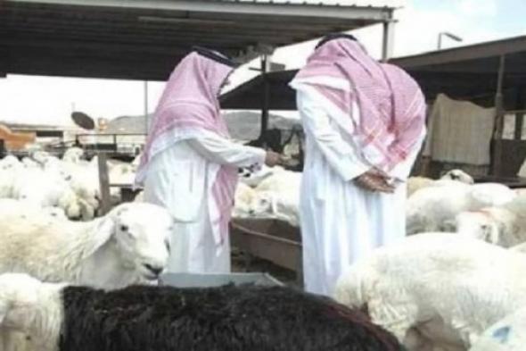 أقوى زيادة جنونية لأسعار المواشي في السعودية بعد هذا الأمر المفاجئ .. لن تتوقع الأسعار التي وصلت لها سعر الماشية اليوم!
