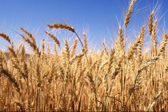 هيئة السلع التموينية تشتري 470 ألف طن من القمح في ممارسة