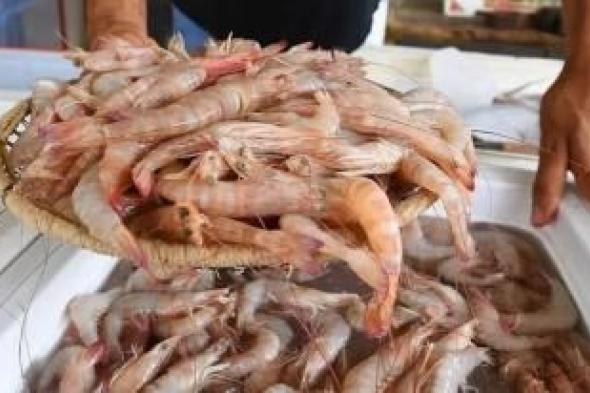 أخبار اليمن : تحذير هام من وزارة الثروة السمكية لصيادي الجمبري