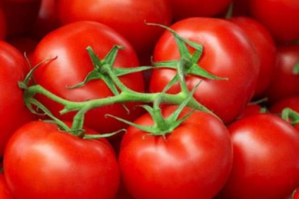 فرصة لا تعوض للشراء .. مفاجأة في أسعار الطماطم اليوم الجمعة 20 أكتوبر 2023