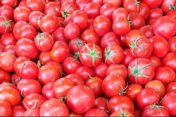 زيادة في أسعار الطماطم اليوم الأربعاء 25 أكتوبر 2023.. شوف بكام