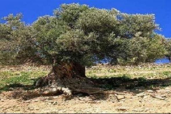 ماهو السر وراء زراعة إسرائيل نوع من الشجر في غزة خلال الغزو البري . صادم ؟