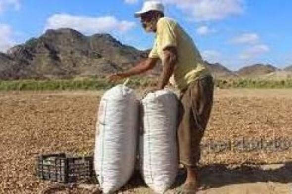 أخبار اليمن : تزرع في اليمن.. 6 أسباب تجعل تناول هذه النبتة مفيداً في الشتاء