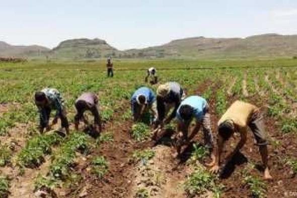 أخبار اليمن : "انخفاض الحرارة والرطوبة".. الجوبي يحذّر المزارعين