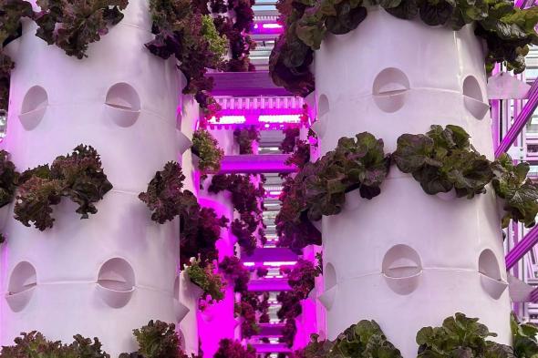 افتتاح مزرعة عمودية في “دبي الصناعية” لإنتاج 360 طناً من الخضروات سنوياً