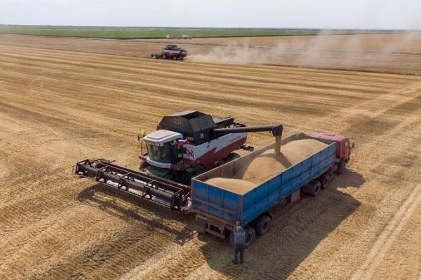 مصر تشتري 480 ألف طن من القمح الروسي في ممارسة دولية