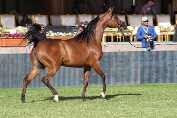 جمعية الإمارات للخيول العربية تقرر رفع جوائز “أبوظبي الدولية” لجمال الخيل إلى 4 ملايين يورو