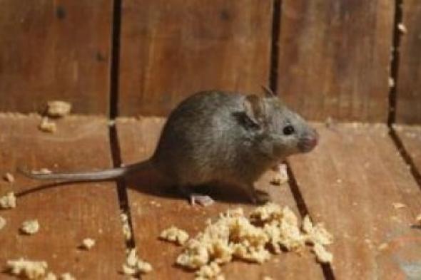 "مش هتلمحى الفأر تاني".. فكرة جهنمية لطرد الفئران وجميع حشرات المنزل دفعه واحدة وبدون لمس