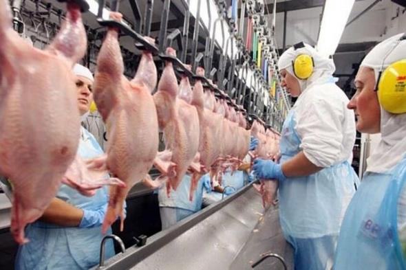 صادرات الدجاج البرازيلي تسجل مستوى قياسيا مرتفعا في 2023