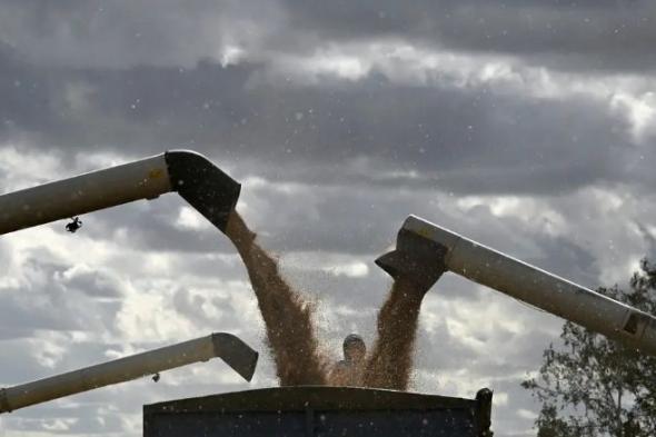 مصر تشتري 420 ألف طن من القمح الروسي والأوكراني