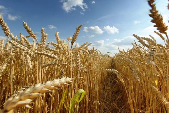 الجزائر تطرح مناقصة لشراء 50 ألف طن متري من القمح اللين