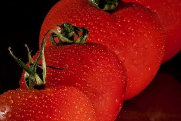 العالم اليوم - "سر" في الطماطم يقلل خطر الإصابة بارتفاع ضغط الدم