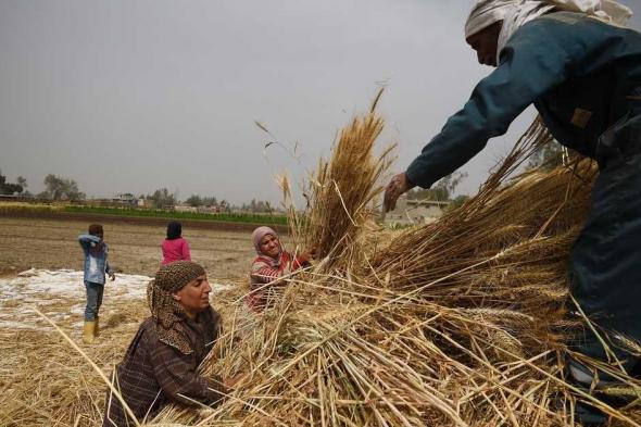 العالم اليوم - انتعاش واردات مصر من القمح بعد تراجع الأسعار العالمية