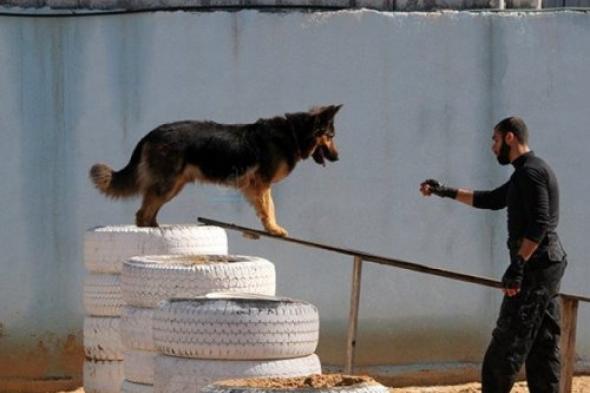 هل قامت المقاومة بغزة بتدريب كلاب بوليسية للإلهاء؟