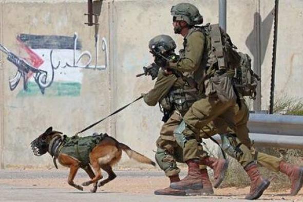 ظاهرة جديدة في غزة.. كلاب ضخمة تربك الجيش الإسرائيلي
