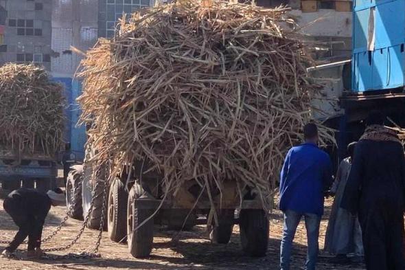 وزارة التموين: ارتفاع توريد القصب لنحو 2.3 مليون طن وإنتاج…