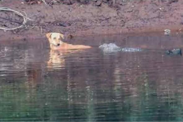 اتفرج الصدمة ..سيدة نزلت للبحيرة لإنقاذ كلب فوقعت كارثة مرعبة لا يصدقها العقل