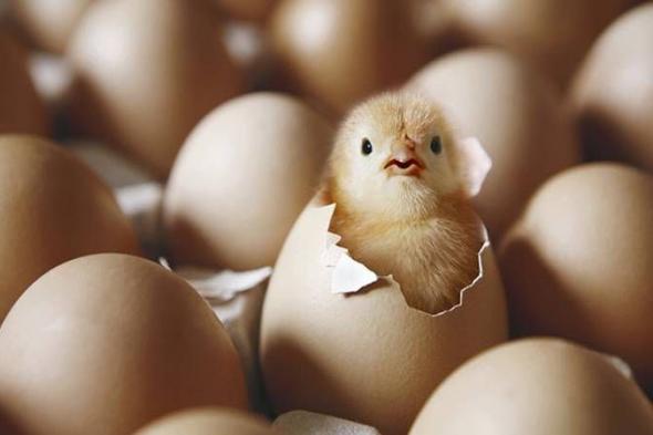 البيضة اولاً ام الدجاجة!؟.. معلم سعودي يجيب على السؤال الذي حير علماء العالم