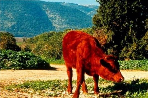 تحضيرات صهيونية لطقوس ذبح البقرة الحمراء بالأقصى