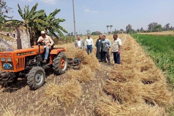 وزارة الزراعة تعلن بدء موسم حصاد وتوريد محصول القمح