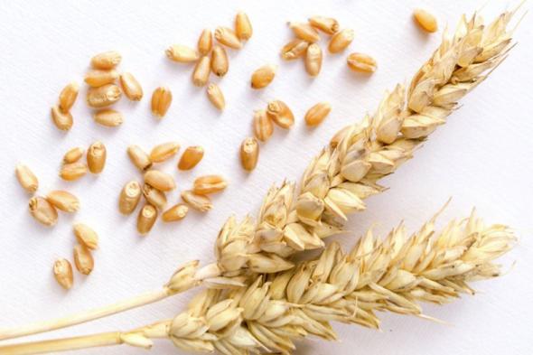 هيئة السلع التموينية تشتري 120 ألف طن من القمح الأوكراني في…