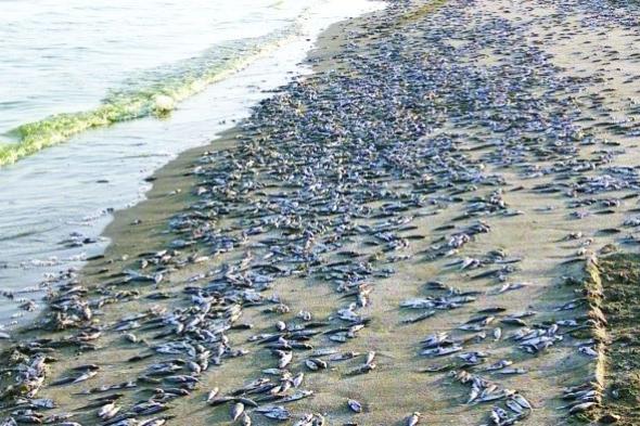 بلدية دبي توضح سبب نفوق الأسماك في بعض القنوات المائية