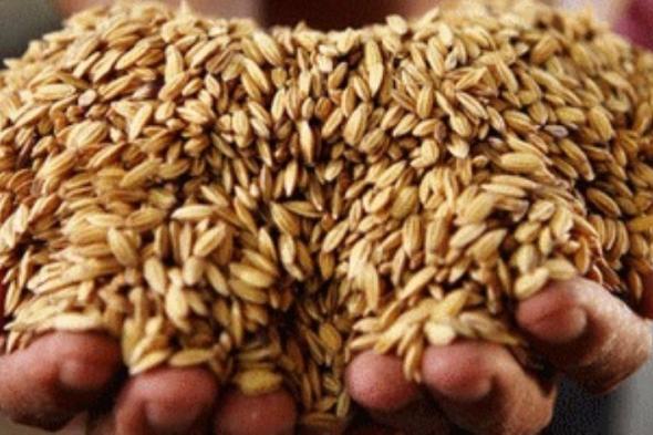 التموين: ارتفاع توريد القمح المحلي من المزارعين لـ 1.5 مليون طن