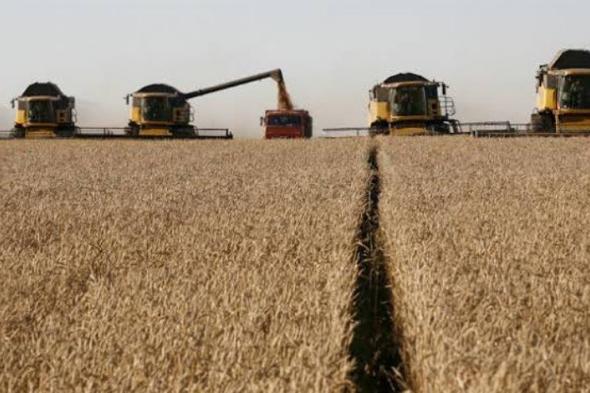 التموين تكشف: ارتفاع توريد القمح من المزارعين إلى 1.8 مليون طن