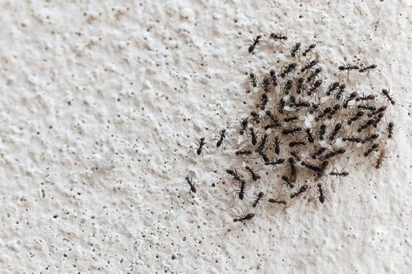 بشاره لربات البيوت ..خبير سعودي يكشف عن 7 حيل مذهلة وآمنة للتخلص من النمل وطردها من المنزل للأبد