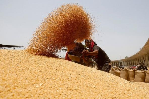 هيئة السلع التموينية تشتري 420 ألف طن من القمح في ممارسة…