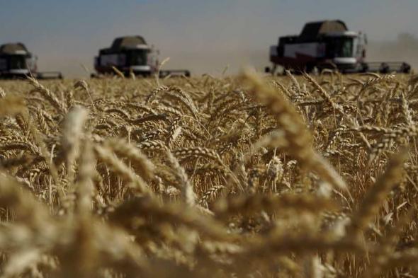 العالم اليوم - أسعار عقود القمح تتجه لتحقيق أعلى تسوية منذ أغسطس 2023