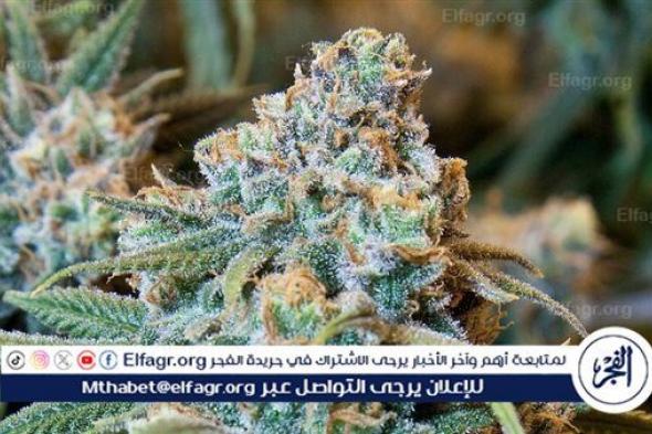 ضبط مواطن من الأسرة الحاكمة بالكويت بتهمة زراعة الماريجوانا