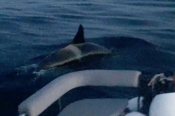 العالم اليوم - "الحيتان القاتلة" تغرق يختا في مضيق جبل طارق