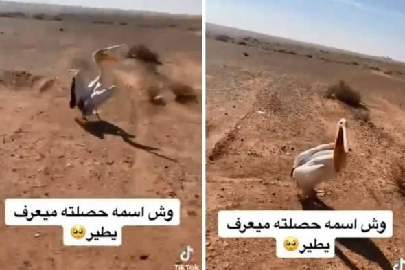 اتفرج الفاجعة ..سعودي يعثر على طائر البجع في البر .. وعندما حاول الاقتراب منه كانت المفاجأة التي لاتصدق
