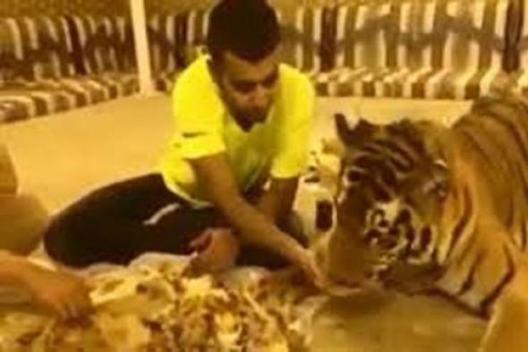 المقطع لأصحاب القلوب القوية...سعودي يربي نمر في منزلة ..وما فعله به عندما شعر بالجوع مؤلم للغاية !