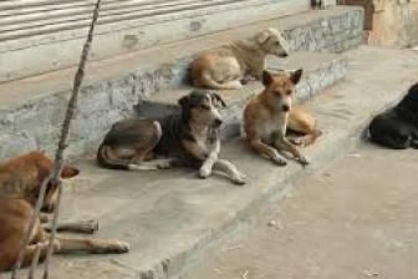 أخبار اليمن : مستشفى حكومي في صنعاء يحذر من انتشار داء الكلب