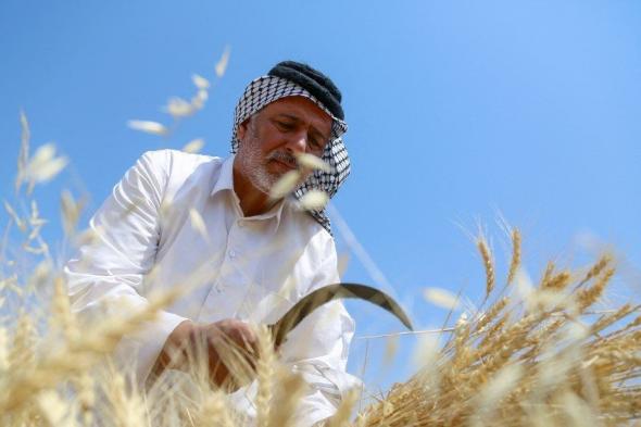 العراق يشتري 5.9 مليون طن من القمح المحلي