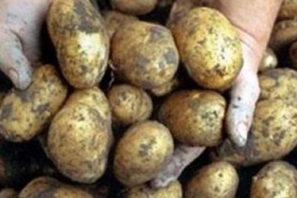 شعبة الخضراوات تكشف سر ارتفاع سعر البطاطس بالأسواق.. الكيلو وصل لـ 35 جنيها