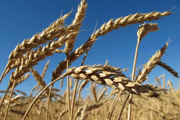 هيئة السلع التموينية تطرح ممارسة لاستيراد القمح